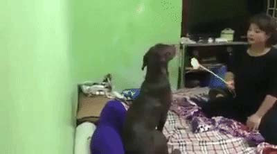 Hành động siêu đáng yêu của chú chó bảo vệ cậu bé khỏi mẹ phạt vì…lười học