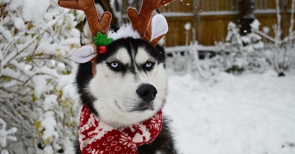 Gặp gỡ chú chó có khuôn mặt cau có nhất mùa Giáng Sinh