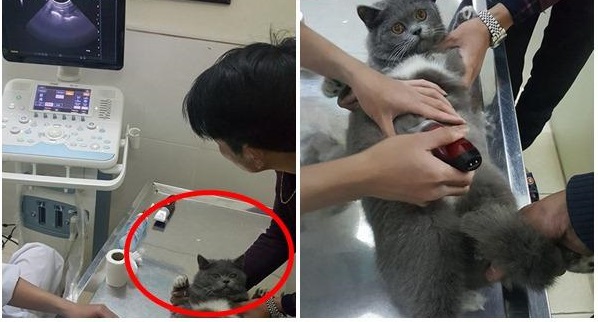 THẤY MÈO CƯNG PHÁT TƯỚNG NHƯ MANG BẦU, ANH CHỦ CHO ĐI SIÊU ÂM 4D NHƯ THẬT VÀ CÁI KẾT ‘CƯỜI BỂ BỤNG’