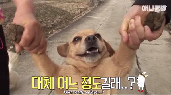 Chú chó 'trăng hoa' nhất Hàn Quốc, có 'con rơi' ở khắp mọi nơi