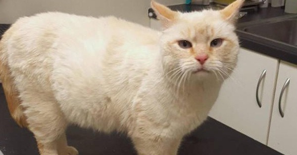 Thấy bụng mèo to khác thường, gia đình tưởng sắp đẻ nhưng khi mổ ra thì sự thật không phải như vậy