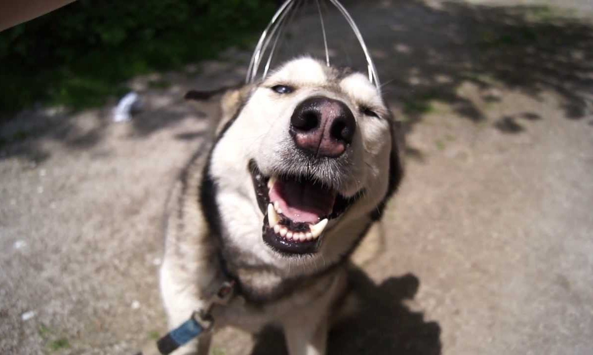 Cây massage giảm stress phê đến lạ cả Boss và Sen đều thích thú muốn thử