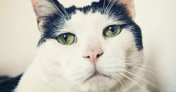 Chú mèo Nhật Bản với gương mặt buồn rười rượi, thương ơi là thương!