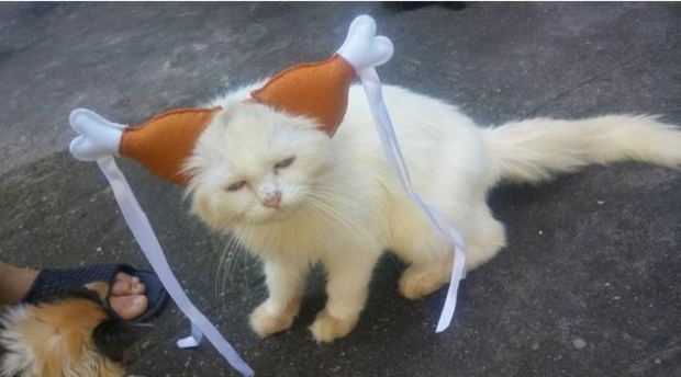 Chụp ảnh Mèo hóa Cô Long cùng bè lũ buồn cười đến phát sợ khiến cho cư dân mạng phải ngã lăn ra thán phục