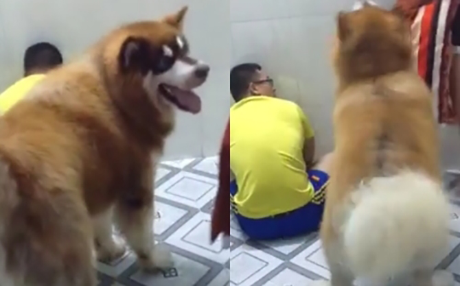 Chú chó “Bé bự” siêu đáng yêu tìm cách bảo về chủ khi bị vợ đánh