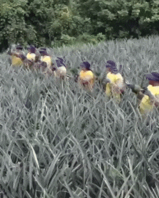 14 tiết mục phối hợp siêu ăn ý trông sướng cả con mắt