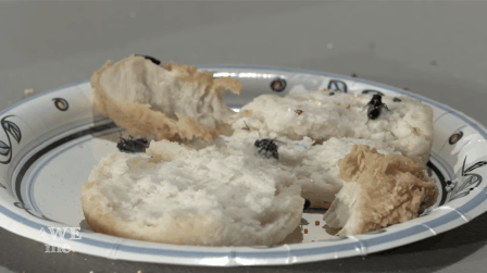 Xuất hiện súng bắn muối diện côn trùng cực hiệu quả mà không gây độc hại 2