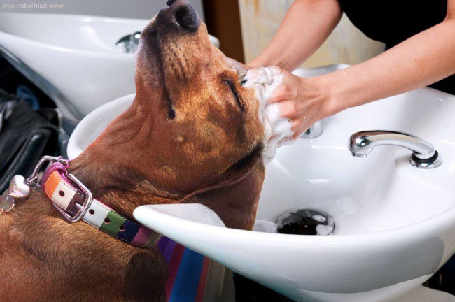 Nỗi buồn của lũ động vật khi bị dân cư mạng lôi ra làm ảnh chế