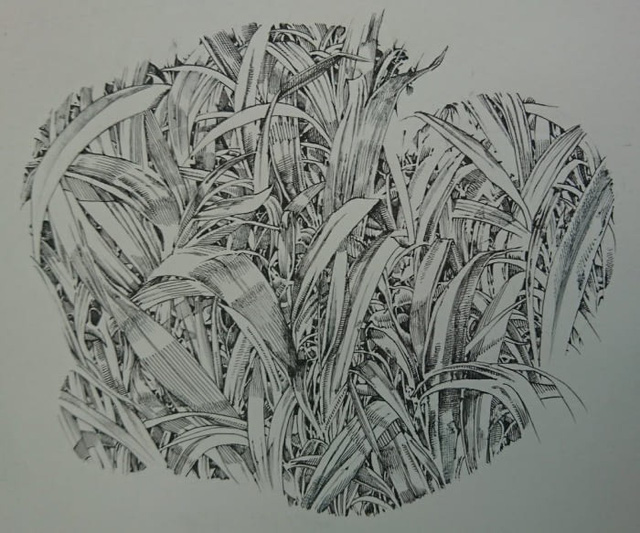 Những bức tranh tuyệt đẹp được vẽ nên từ những nét vẽ nguệch ngoạc