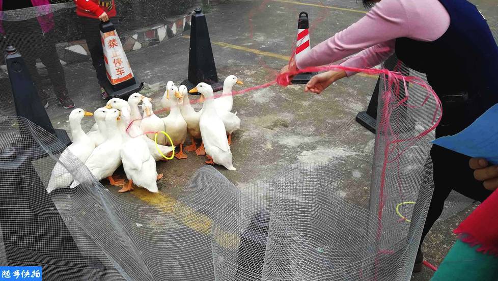 Những trò "khó đỡ" trong tiệc tất niên ở Trung Quốc: Thi ăn chanh chua, bắt vịt mang về, sếp vung tay ném tiền