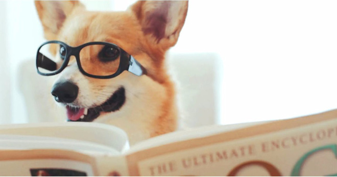 Chào năm Chó, hãy tìm hiểu những sự thật cực bất ngờ về giống loài "bạn thân" của con người này