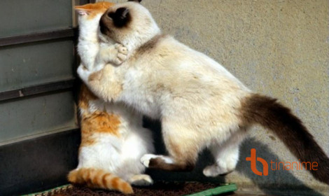 CHẾT CƯỜI VỚI LOẠT ẢNH TỎ TÌNH KIỂU NHẬT CỦA ĐỘNG VẬT!