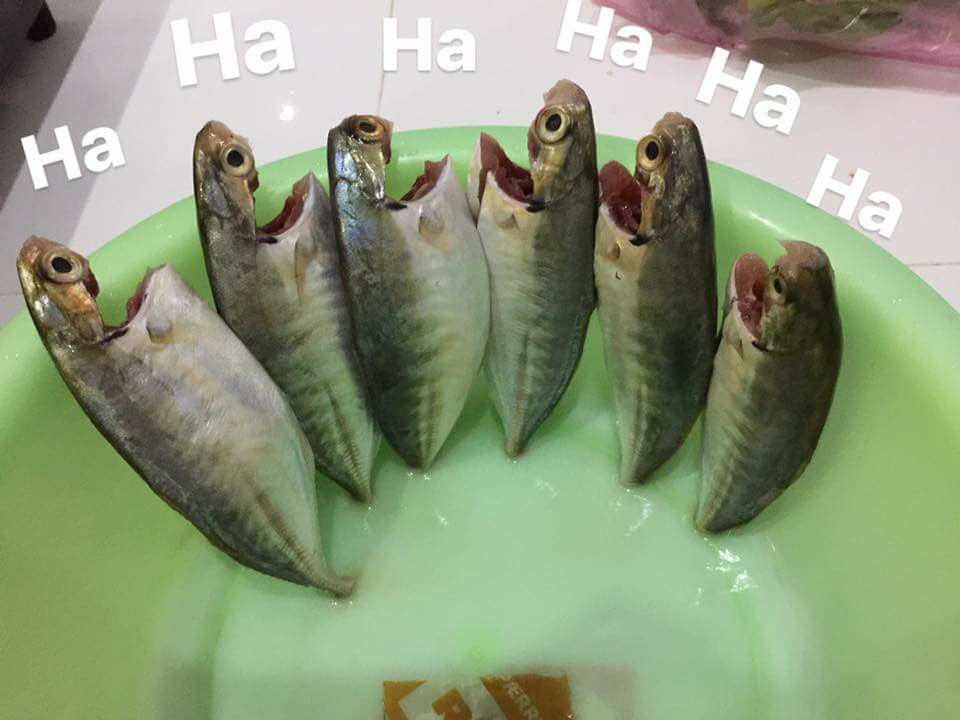 Full câu chuyện ''Gia đình cá chiên'' đang khiến cư dân mạng phát sốt phát rét vì quá sáng tạo