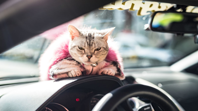 Gặp Torako - "Hoàng thượng" mèo sở hữu cả Lamborghini khiến dân Nhật mắt tròn mắt dẹt