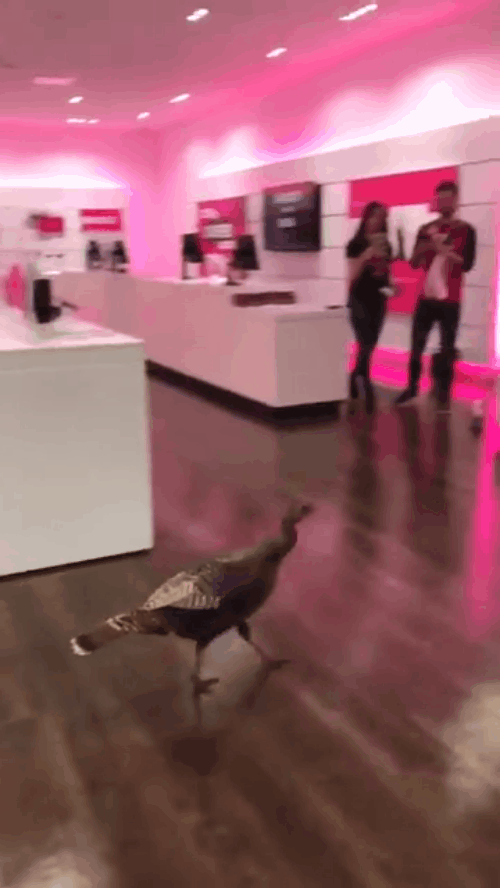 Chú gà Tây tung hoành cửa hàng T-Mobile, ị bậy ra mà nhân viên không dám chống trả 2
