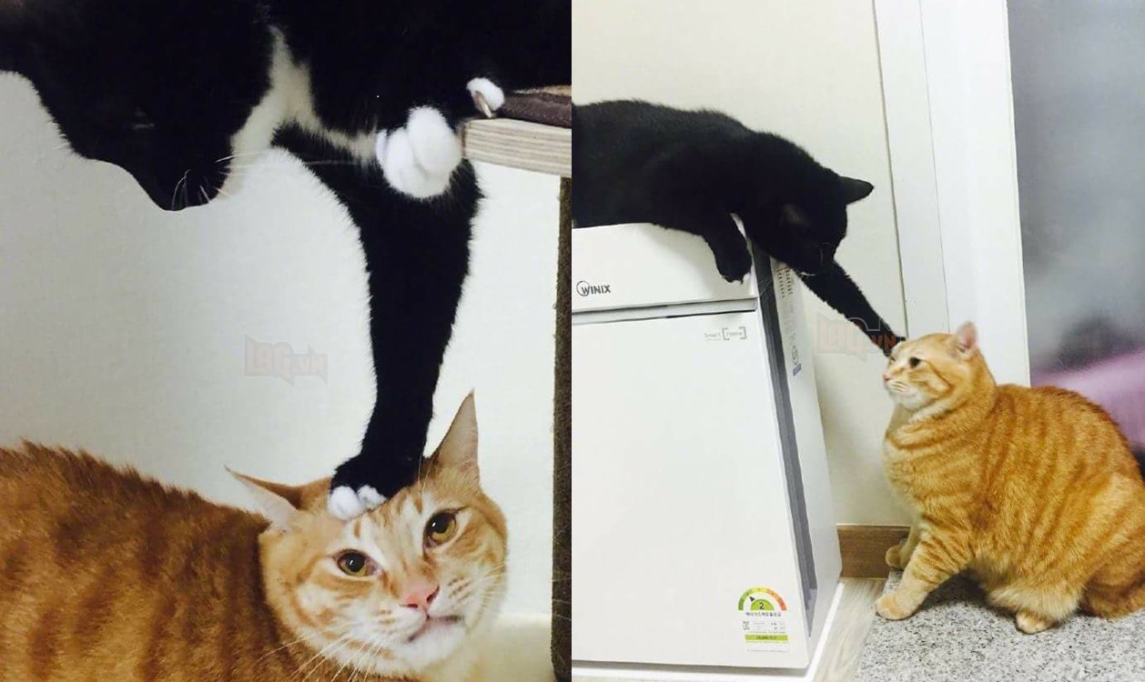 Trận chiến kinh điển giữa 2 Boss mèo sẽ khiến cho bạn cười không nhặt được mồm