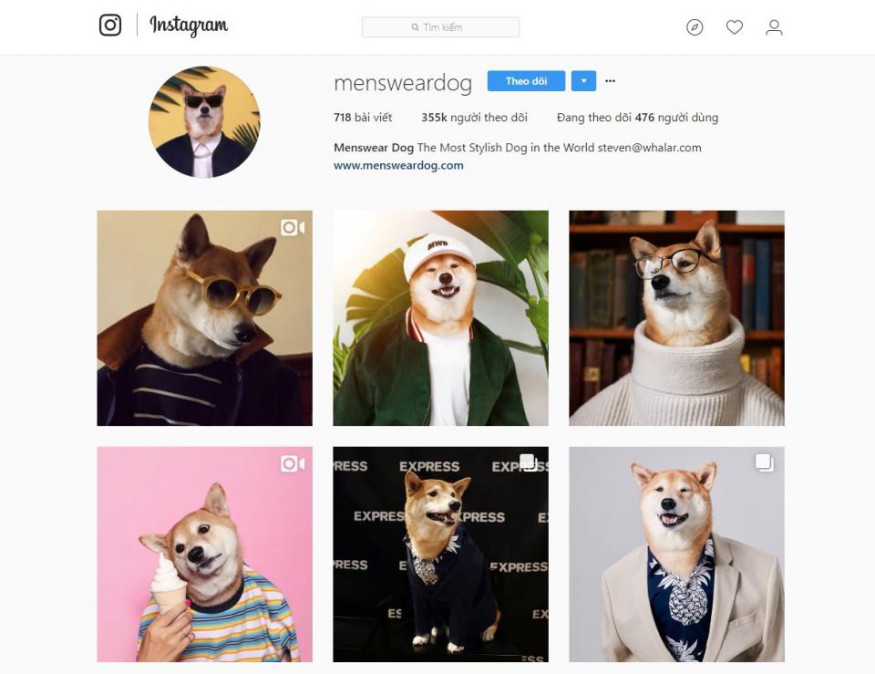 Chú chó cực nổi tiếng với thần thái sang chảnh và kiếm tiền trăm triệu mỗi tháng