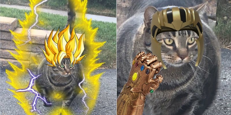 Chú mèo cơ bắp cuồn cuộn như Thanos đang trở thành hiện tượng Meme của nước  ngoài