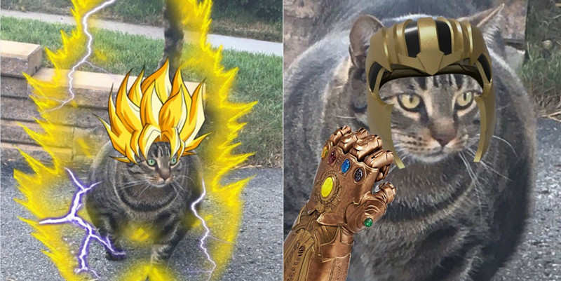 Chú mèo cơ bắp cuồn cuộn như Thanos đang trở thành hiện tượng Meme của nước ngoài Chú mèo cơ bắp cuồn cuộn như Thanos đang trở thành hiện tượng Meme của nước ngoài