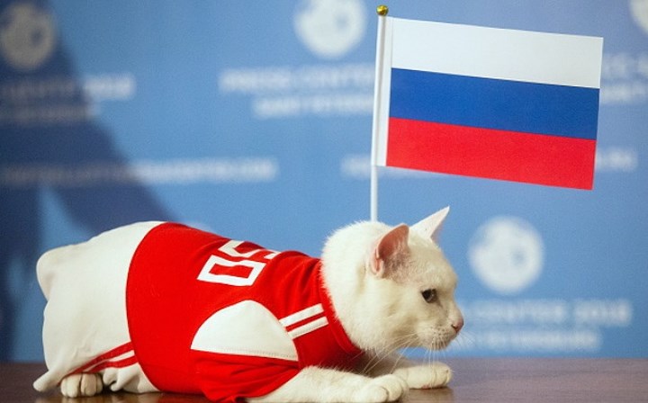 Chú mèo tiên tri tiên đoán rằng Nga sẽ thắng Saudi Arabia trong trận mở màn World Cup 2018