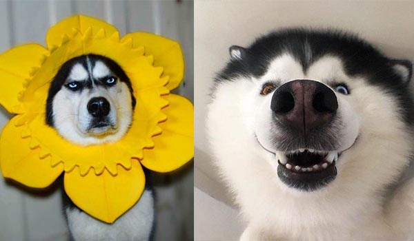 So sánh về biểu cảm “siêu cấp lầy lội” thì không ai vượt mặt được Husky