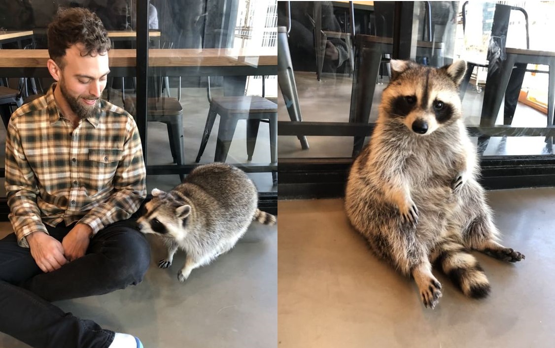 Ngoài cà phê mèo, cà phê chó, giờ ta có cả cà phê… gấu mèo