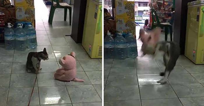 ‘Dám chặn đường ta?’ Mèo nhìn chằm chằm búp bê, 1s sau tung cú đánh chớp nhoáng khiến ai nấy kinh ngạc