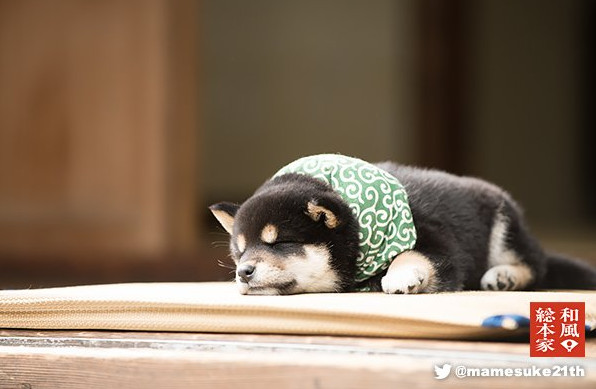 Vì quá dễ thương, chú Shiba nhỏ đang là tâm điểm của một chương trình truyền hình Nhật Bản