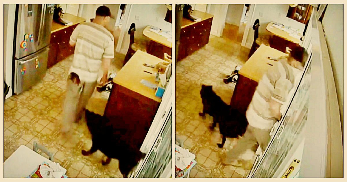 Chú chó thân thiện nhất quả đất, ăn trộm vào nhà nhưng vẫn vẫy đuôi mừng rỡ