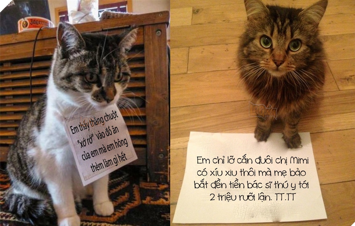 Xốn xang với loạt ảnh chứng minh mèo chỉ là lũ “hư thân mất nết”