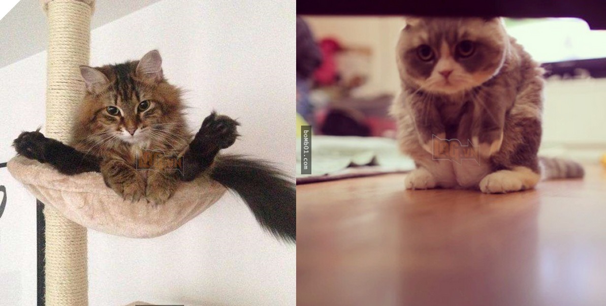 25 tư thế ngồi của mèo cưng, bạn ‘vĩnh viễn’ không hiểu được chúng đáng yêu đến mức nào