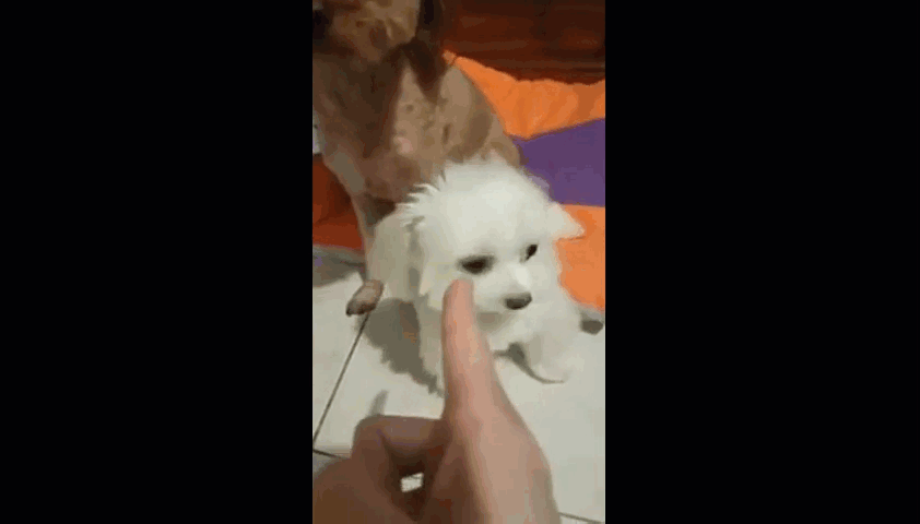 Bị chủ la mắng, chú chó nhỏ nở nụ cười trừ, “nịnh nọt” chủ nhân cực đáng yêu để được “tha thứ” 4