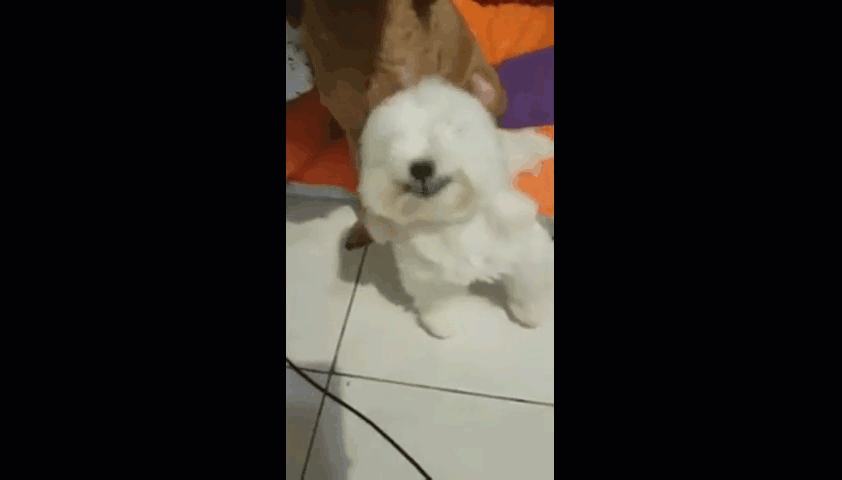 Bị chủ la mắng, chú chó nhỏ nở nụ cười trừ, “nịnh nọt” chủ nhân cực đáng yêu để được “tha thứ” 5