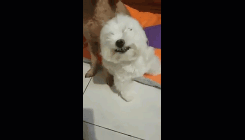 Bị chủ la mắng, chú chó nhỏ nở nụ cười trừ, “nịnh nọt” chủ nhân cực đáng yêu để được “tha thứ” 6