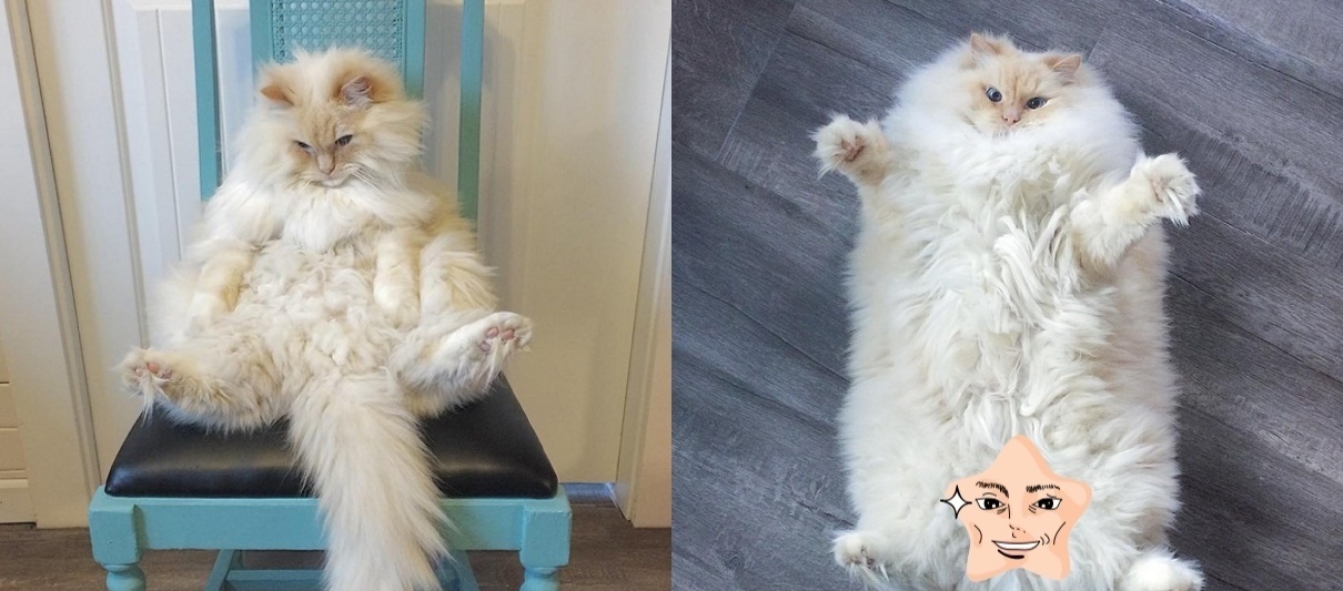 Chàng mèo nổi tiếng mập ú như "thú bông" mà xem đến bức ảnh cuối cùng ai cũng phì cười vì "sống ảo"