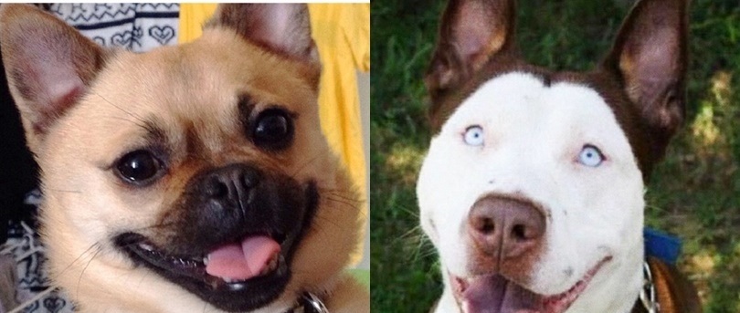 Những đứa "con lai" vừa nhìn đã biết là sản phẩm "vụng trộm" của bố mẹ "đại boss" nào