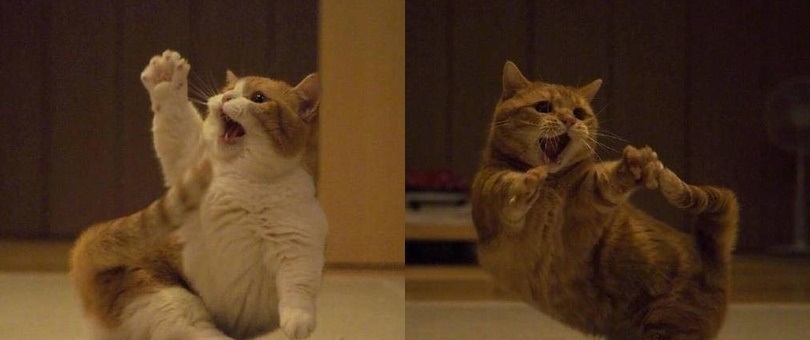 Cười ngất với em mèo dành cả "tuổi thanh xuân" để giơ tay xin...phát biểu