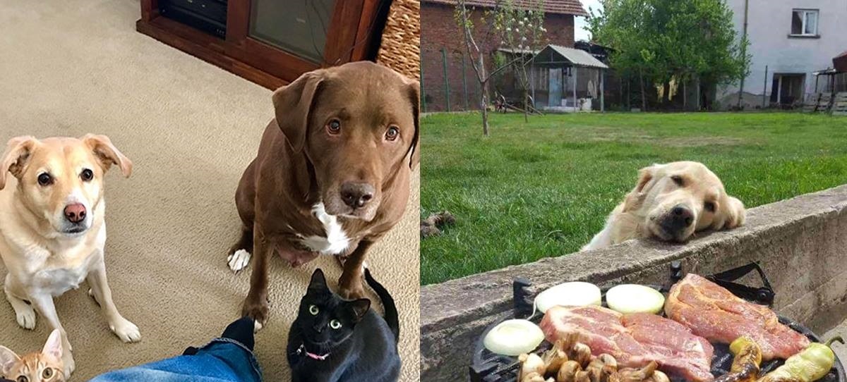 Nhập vai "kẻ xin ăn", các boss khiến sen "bủn rủn chân tay" vì quá đáng yêu