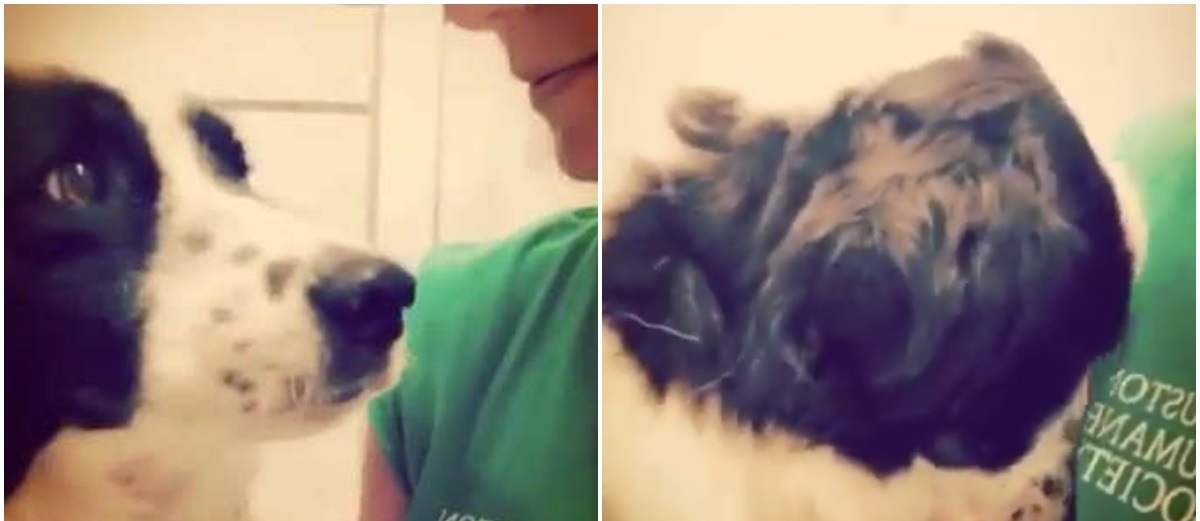 Xót xa thay hình ảnh chú chó bị gia đình bỏ rơi lập tức vỡ òa trước sự an ủi của người lạ