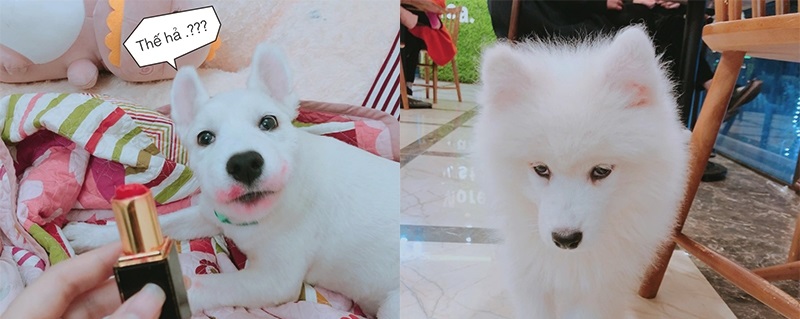 Gặm hư thỏi son bạc triệu của sen nhưng boss vẫn cãi "nhem nhẻm như chém chả"