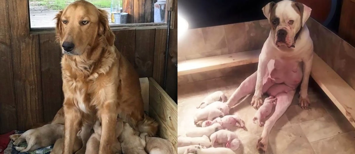 "Cười banh" với biểu cảm thẫn thờ của loạt "bà mẹ bỉm sữa boss" bên dàn con thơ