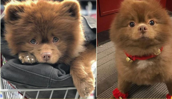 Chắc bạn không thể ngờ rằng chú chó đáng yêu này từng bị bỏ rơi vì quá bự