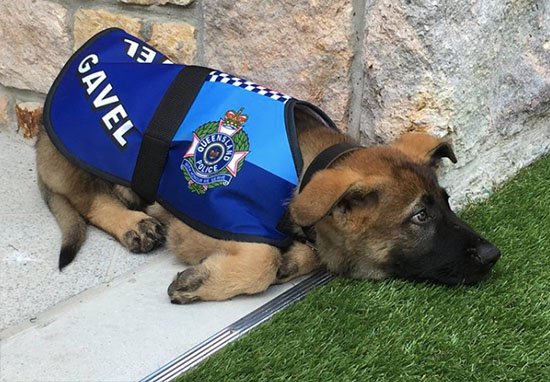 Chú chó cảnh sát bị sa thải vì thích làm quen với người lạ, bỏ quên nhiệm vụ