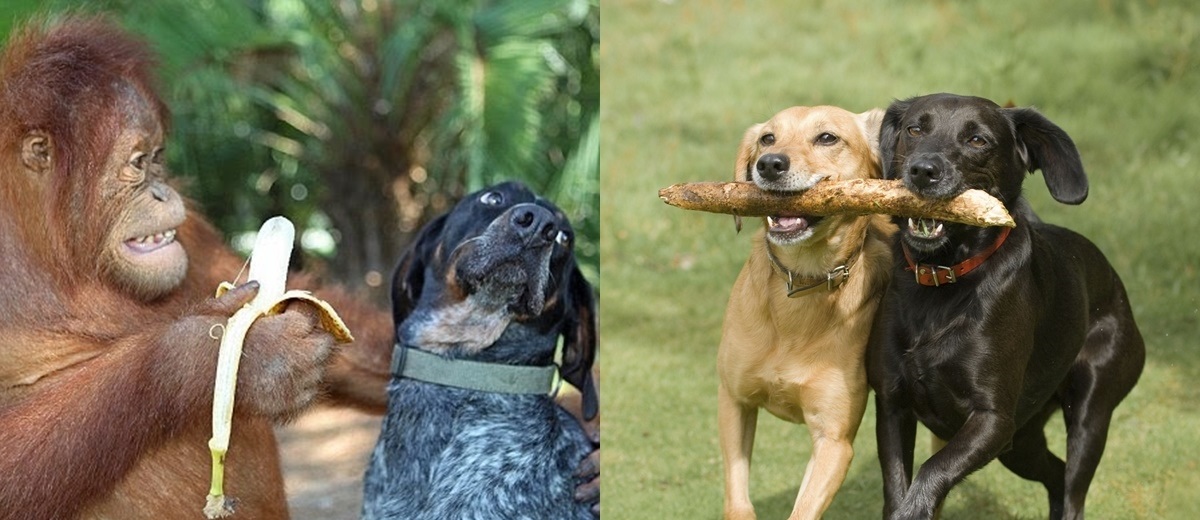 Những màn "song kiếm hợp bích" của "thánh pets" khiến dân mạng "cười muốn nhức nách"