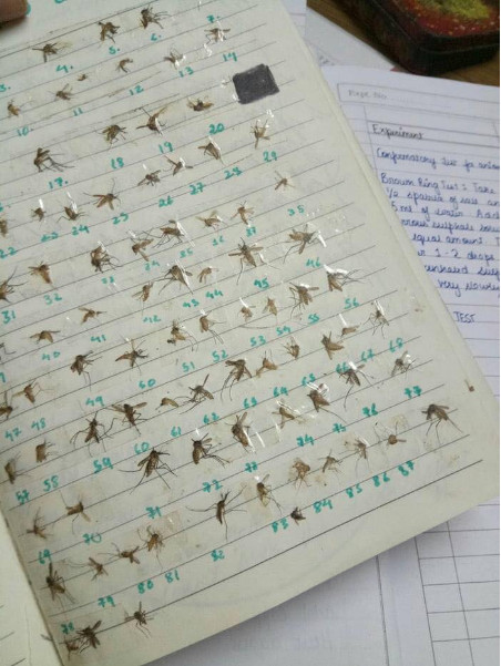 Choáng với cô gái sưu tập xác muỗi, đánh dấu theo thứ tự đàng hoàng