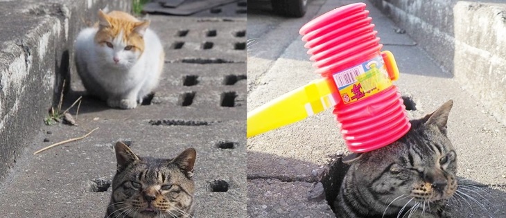 Bộ ảnh hài hước của những chú mèo lang thang bên những lỗ ống thoát nước