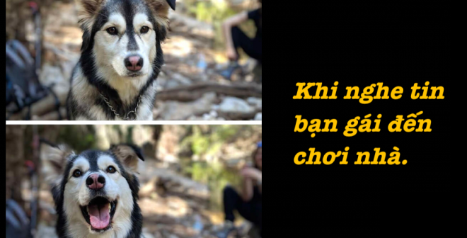 20 bức hình về hành động ‘cute hột me’ của thú cưng khiến ngày của bạn bớt nặng nề