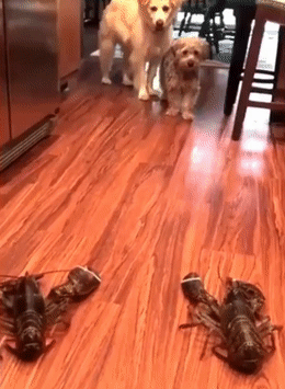 ezgifcom-gif-maker-1526505155 ezgifcom gif maker 1526505155