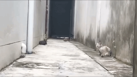 giphy (1) giphy 1