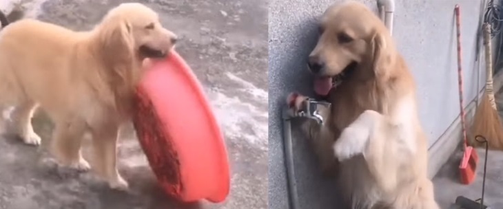 Chú chó golden thông minh mang chậu nhựa ra làm ‘bồn tắm tự chế’ khiến dân mạng bật cười